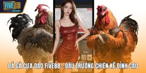 Đá gà cựa dao FIVE88